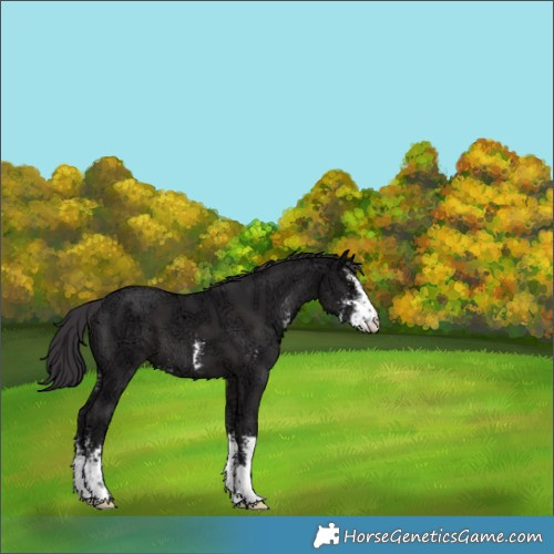Horse Color:Smoky Black Ice Sabino 