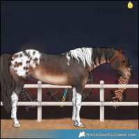 Horse Color:Bay Tobiano Blanket 