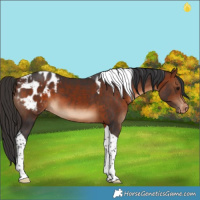 Horse Color:Bay Tobiano Blanket