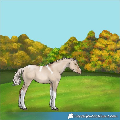 Horse Color:Silver Brown Pearl Dun Tobiano 