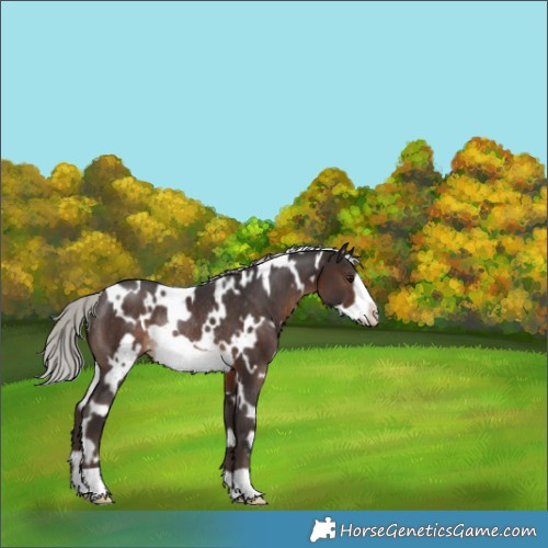 Horse Color:White Spotted Silver Brown Frame Rabicano 