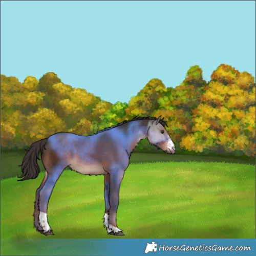 Horse Color:Liver Chestnut Sabino Tobiano 