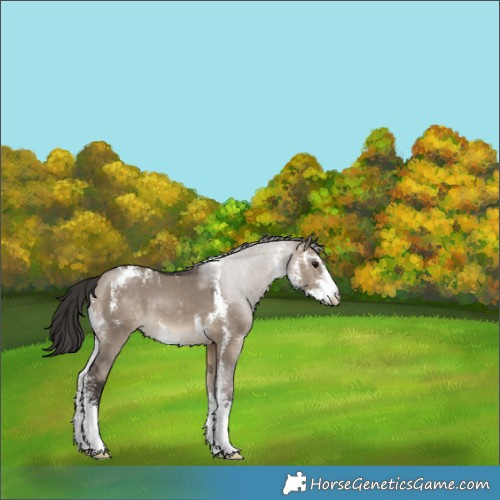 Horse Color:Brown Dun Sabino Appaloosa 