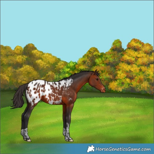 Horse Color:Bay Tobiano Appaloosa 