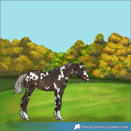 Horse Color:White Spotted Silver Brown Rabicano 