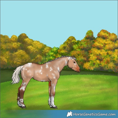 Horse Color:White Spotted Silver Bay Dun Tobiano Rabicano 