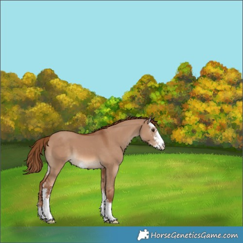 Horse Color:Red Dun Sabino 