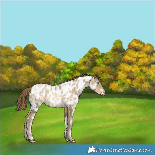 Horse Color:White Spotted Buckskin Pearl Appaloosa 