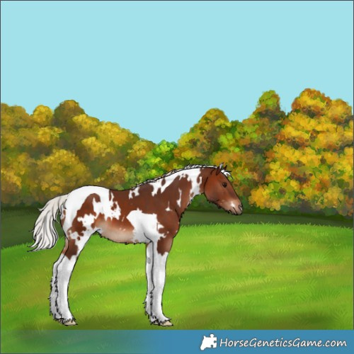 Horse Color:White Spotted Silver Brown Tobiano 