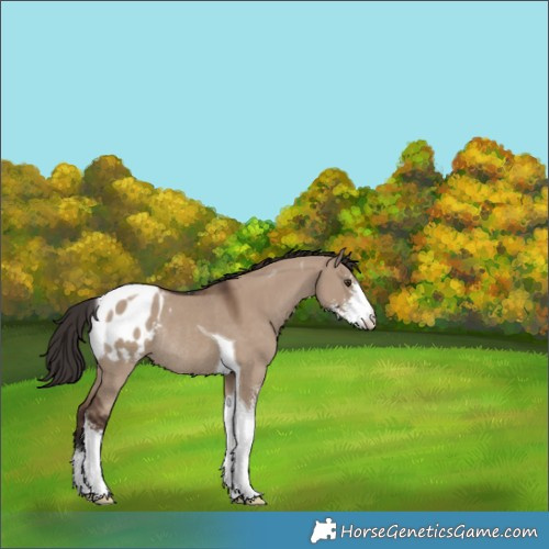 Horse Color:Liver Red Dun Sabino Tobiano Blanket Rabicano 