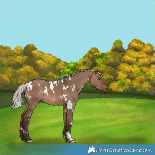 Horse Color:White Spotted Silver Brown Dun Rabicano 