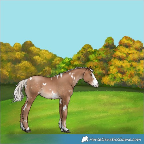 Horse Color:White Spotted Silver Brown Pearl Sabino 