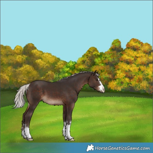 Horse Color:Silver Brown 
