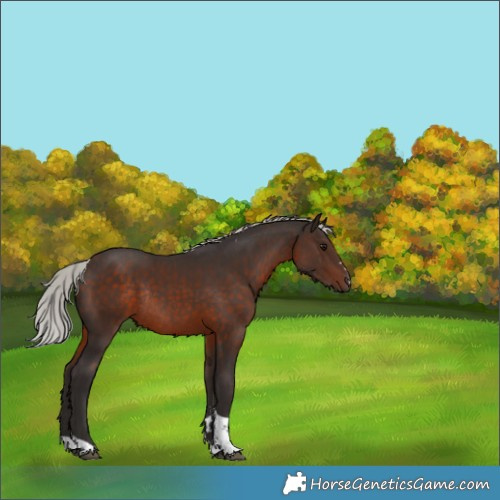 Horse Color:Silver Brown Tobiano Rabicano 