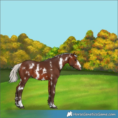 Horse Color:White Spotted Silver Brown 