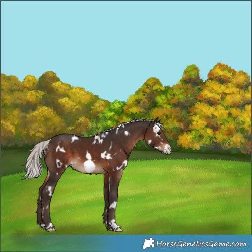 Horse Color:White Spotted Silver Brown Frame 
