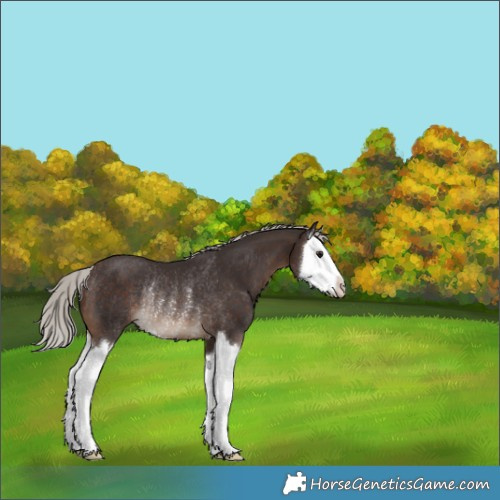Horse Color:Silver Brown Splash Rabicano 