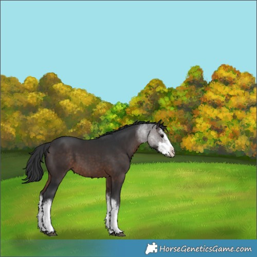 Horse Color:White Spotted Brown 