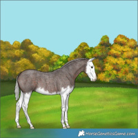 Horse Color:Silver Brown Roan Splash 
