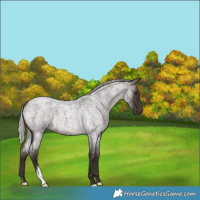Horse Color:Silver Brown Roan 