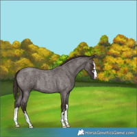 Horse Color:Liver Red Roan 