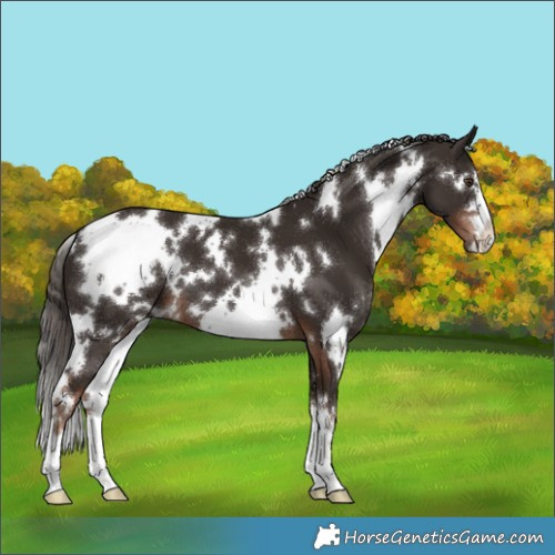 Horse Color:White Spotted Liver Chestnut 