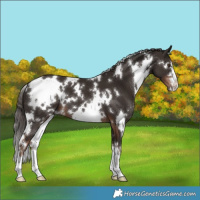 Horse Color:White Spotted Liver Chestnut 