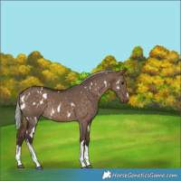 Horse Color:White Spotted Silver Brown Dun 