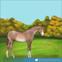 Horse Color:Liver Chestnut Pearl 