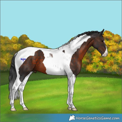 Horse Color:Brown Tobiano 