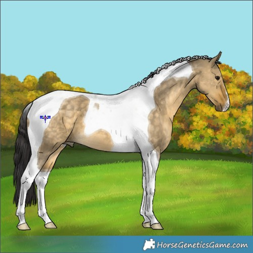 Horse Color:Buckskin Dun Tobiano 