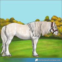 Horse Color:Cremello Sabino and Perlino Sabino