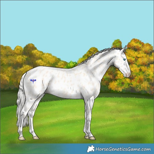 Horse Color:Cremello Appaloosa 