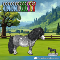 Horse Color:White Spotted Bay Chinchilla 