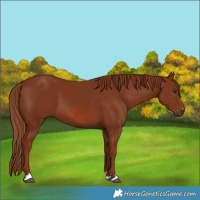 Horse Color:Chestnut 