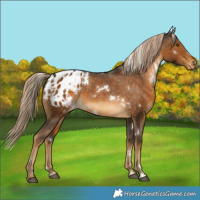Horse Color:White Spotted Chocolate Palomino Appaloosa 