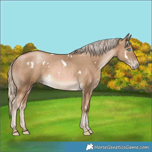 Horse Color:White Spotted Chocolate Palomino Pearl Rabicano