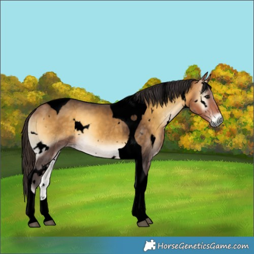 Horse Color:Void White Spotted Buckskin Onyx Tobiano 