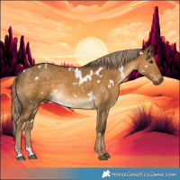 Horse Color:White Spotted Chocolate Palomino Dun Rabicano