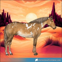 Horse Color:White Spotted Chocolate Palomino Dun Rabicano