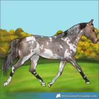 Horse Color:White Spotted Buckskin Roan 
