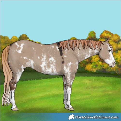 Horse Color:White Spotted Liver Red Dun Splash 
