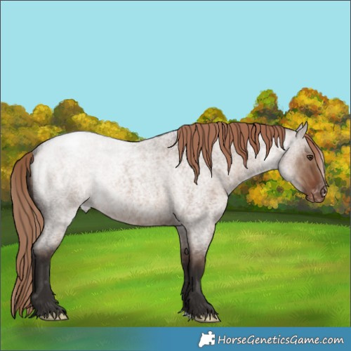 Horse Color:Liver Red Dun Roan Appaloosa Rabicano 