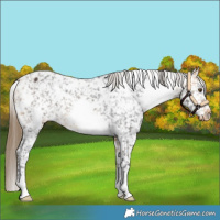 Horse Color:White Spotted Buckskin Appaloosa