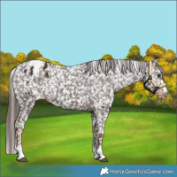 Horse Color:Liver Chestnut Snowflake Varnish