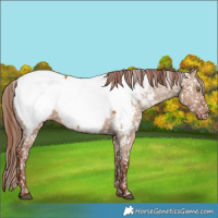 Horse Color:Red Dun Snowcap 