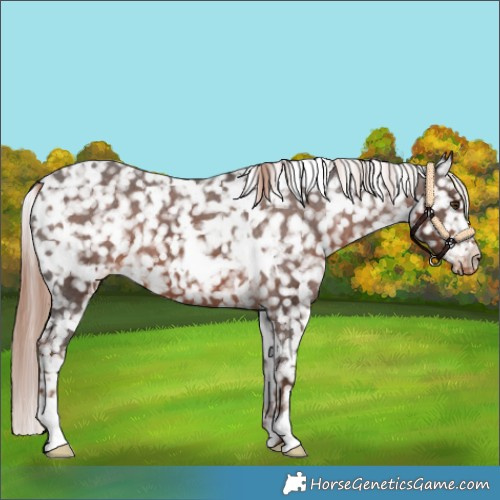 Horse Color:White Spotted Liver Chestnut Snowflake Varnish 