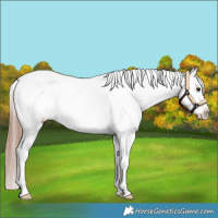 Horse Color:White Spotted Liver Chestnut Appaloosa
