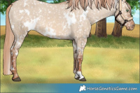 Horse Color:White Spotted Red Dun Snowflake Varnish