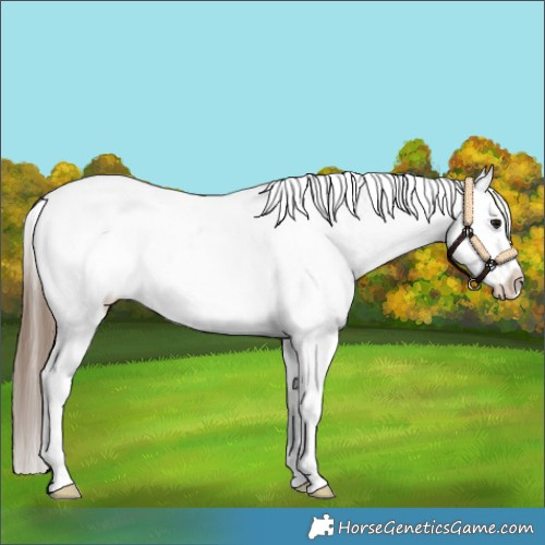 Horse Color:White Spotted Bay Appaloosa